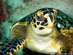 Up close + personal =) by Zaid Fadul 